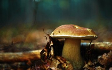 природа, осень, гриб