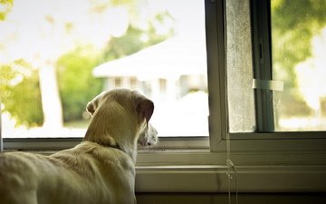 собака, дом, окно