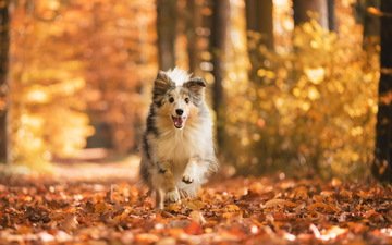 листья, взгляд, осень, собака, друг, шелти, шетландская овчарка