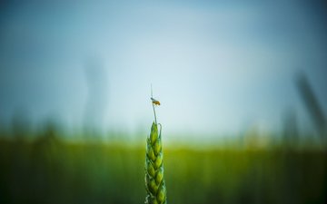 насекомое, поле, пшеница