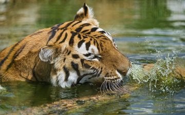 тигр, морда, вода, водоем, брызги, купание, дикая кошка