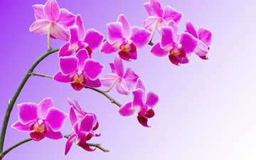 цветы, ветки, лепестки, орхидеи