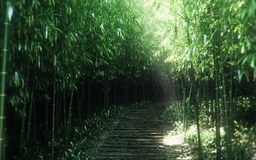 природа, бамбук, заросли, 3д