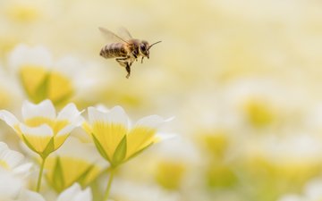 цветы, макро, насекомое, пчела