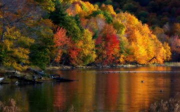 деревья, природа, пейзаж, осень, утки