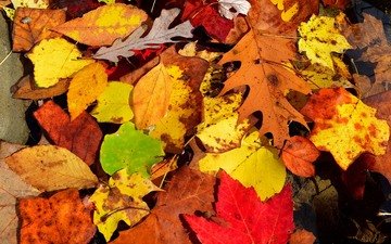 природа, листья, макро, осень