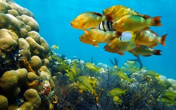море, рыбы, кораллы, подводный мир