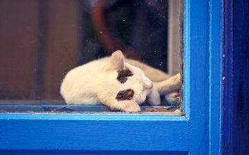 кот, кошка, отдых, окно