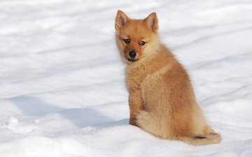снег, зима, мордочка, взгляд, собака, щенок, шпиц, финский шпиц