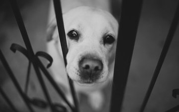 морда, забор, чёрно-белое, собака, нос, лабрадор
