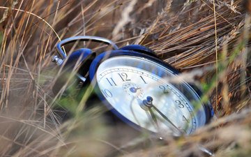 трава, часы, время