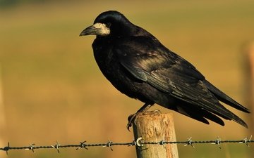 проволока, черный, птица, клюв, перья, ворон, колючая, ворона