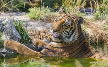 тигр, кошка, купание, язык, ©tambako the jaguar