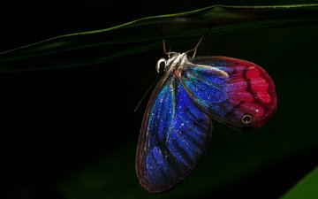 ночь, бабочка, крылья