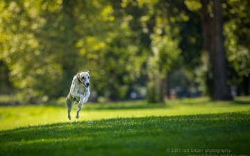 трава, собака, прыжок, бег, ralf bitzer