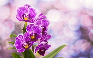 цветы, цветение, лепестки, орхидея, фиолетовые, фаленопсис