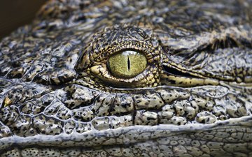 глаз, крокодил, рептилия, аллигатор