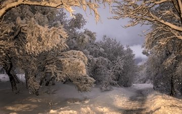 дорога, деревья, снег, лес, зима, исландия, коупавогюр