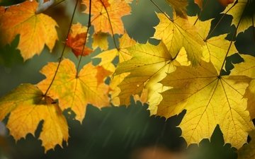 листья, макро, осень, клен