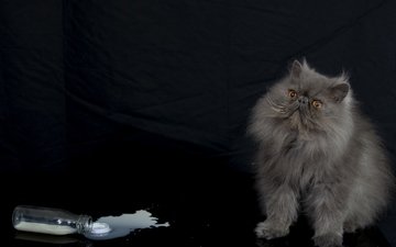 кот, пушистый, бутылка, молоко, персидская кошка