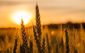 солнце, природа, макро, поле, колосья, пшеница