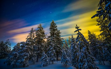 ночь, деревья, снег, цвета, лес, зима, северное сияние, елки, аврора, финляндия, лапландия