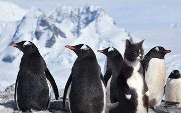 кот, рыба, пингвины, где