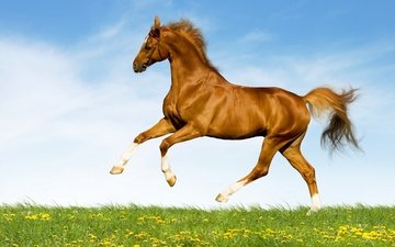 небо, лошадь, трава, поле, лето, одуванчики, конь, коричневый, резвится