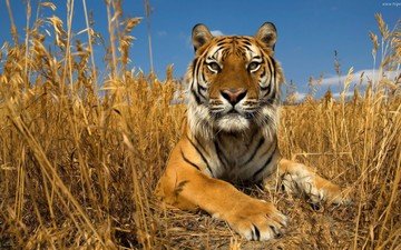тигр, небо, трава, природа, кошка, осень, степь, амурский тигр