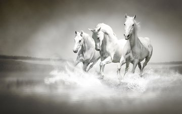 река, туман, поле, белые, лошади, кони, три, тройка, скачут