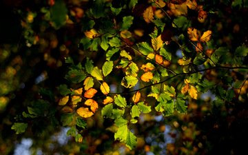 свет, дерево, лес, листья, ветки, осень