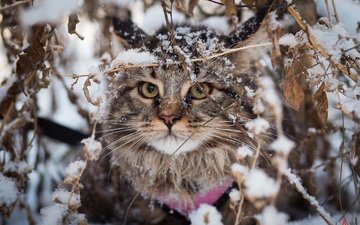 снег, зима, кот, кошка, взгляд, мейн-кун