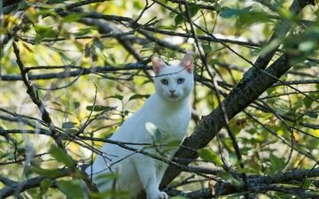кот, листва, кошка, белый, разные глаза