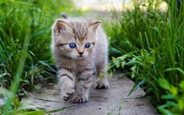 трава, кошка, котенок, прогулка, малыш, голубые глаза