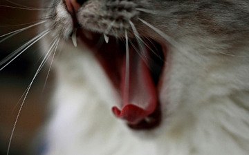 макро, кот, кошка, язык