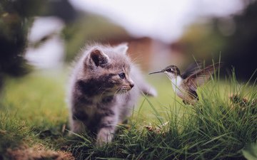 трава, кошка, котенок, птица, клюв, перья, встреча, колибри