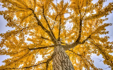 деревья, природа, осень