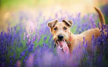 цветы, природа, поле, лаванда, собака, пес