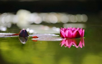 вода, отражение, цветок, лепестки, листок, лотос, розовые, кувшинка, нимфея, водяная лилия