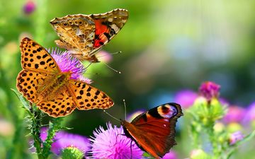 цветы, крылья, насекомые, бабочки, репейник, шашечница, павлиний глаз