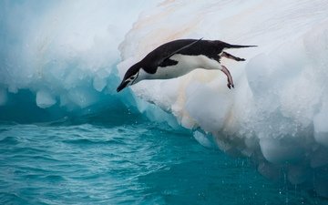 вода, прыжок, птица, пингвин, льдина