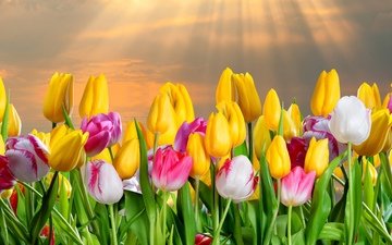 небо, цветы, природа, поле, лучи солнца, тюльпаны, праздник, 8 марта, аромат, международный женский день