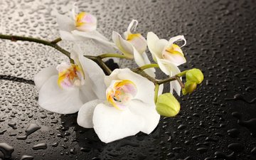 вода, цветок, капли, тень, орхидея, белые лепестки