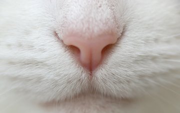 макро, кот, усы, белый, нос