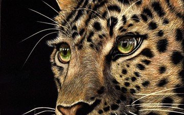морда, взгляд, леопард, хищник, черный фон, животное, зеленые глаза