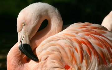 фламинго, птица, клюв, перья