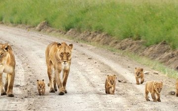 прогулка, львы, семейство