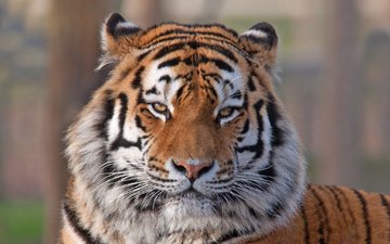 тигр, морда, взгляд, хищник, животное, окрас