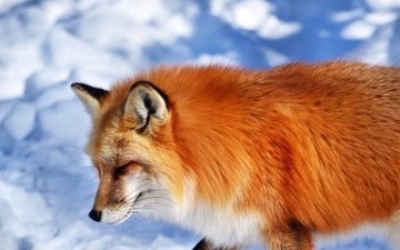 снег, мордочка, рыжая, лиса, лисица, животное