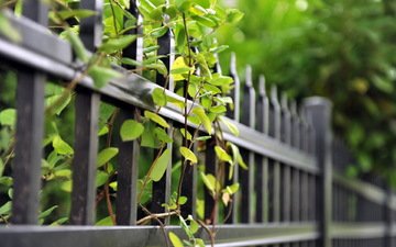 ветки, лето, забор, зеленые листья, ограда